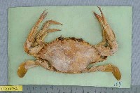 藏品(三齒梭子蟹)的圖片